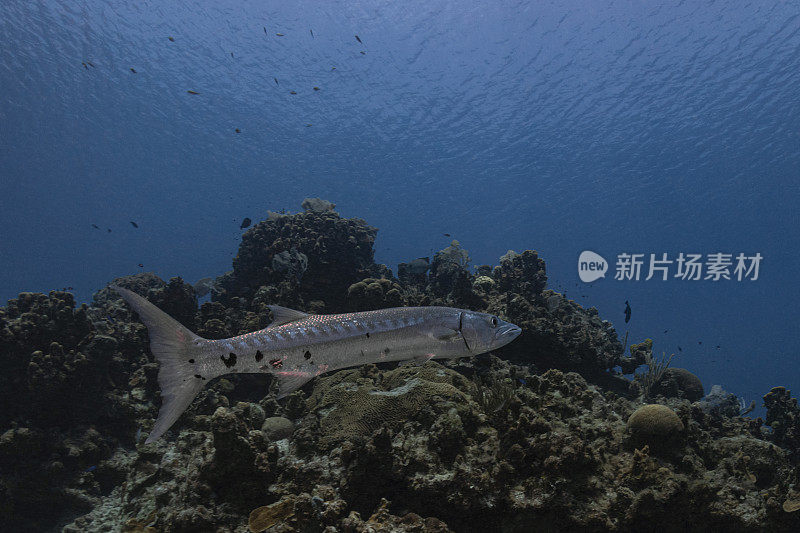 大梭鱼(Sphyraena barracuda)